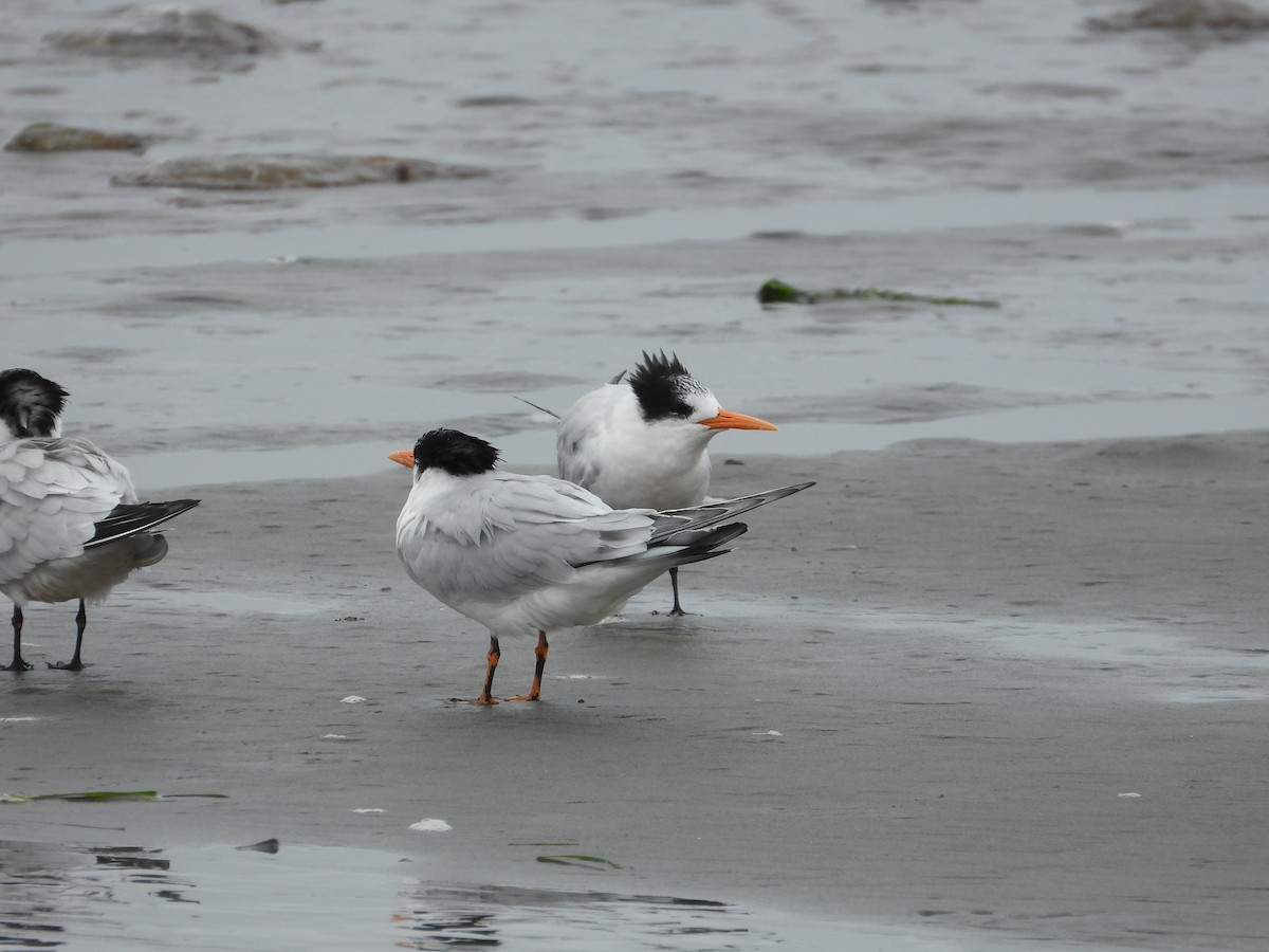 Elegant Tern - ML641775871