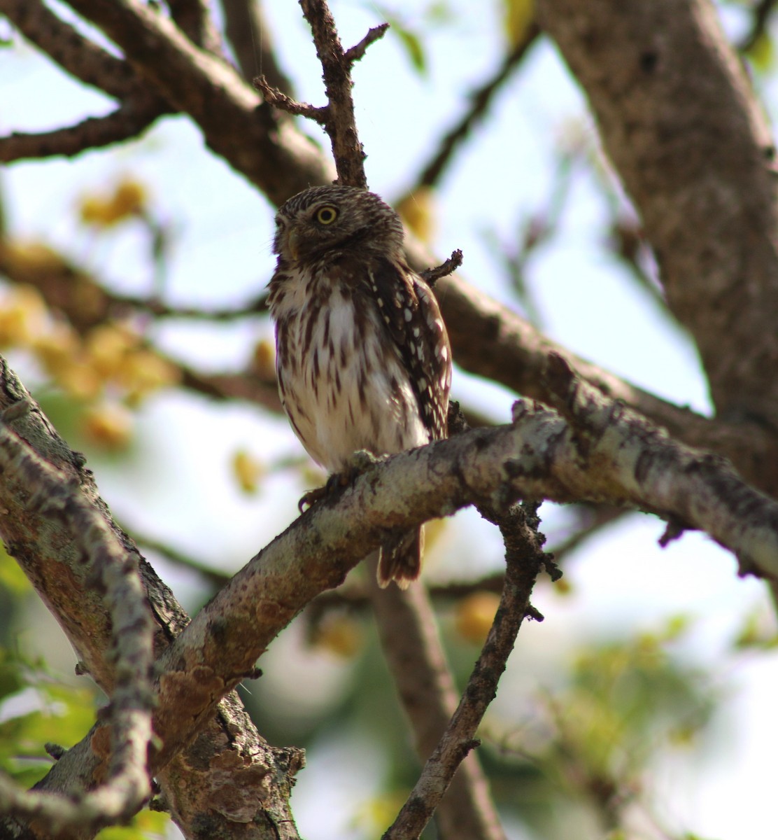 Peruvian Pygmy-Owl - ML641775872