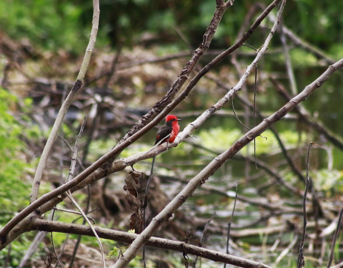 Vermilion Flycatcher - ML641775878