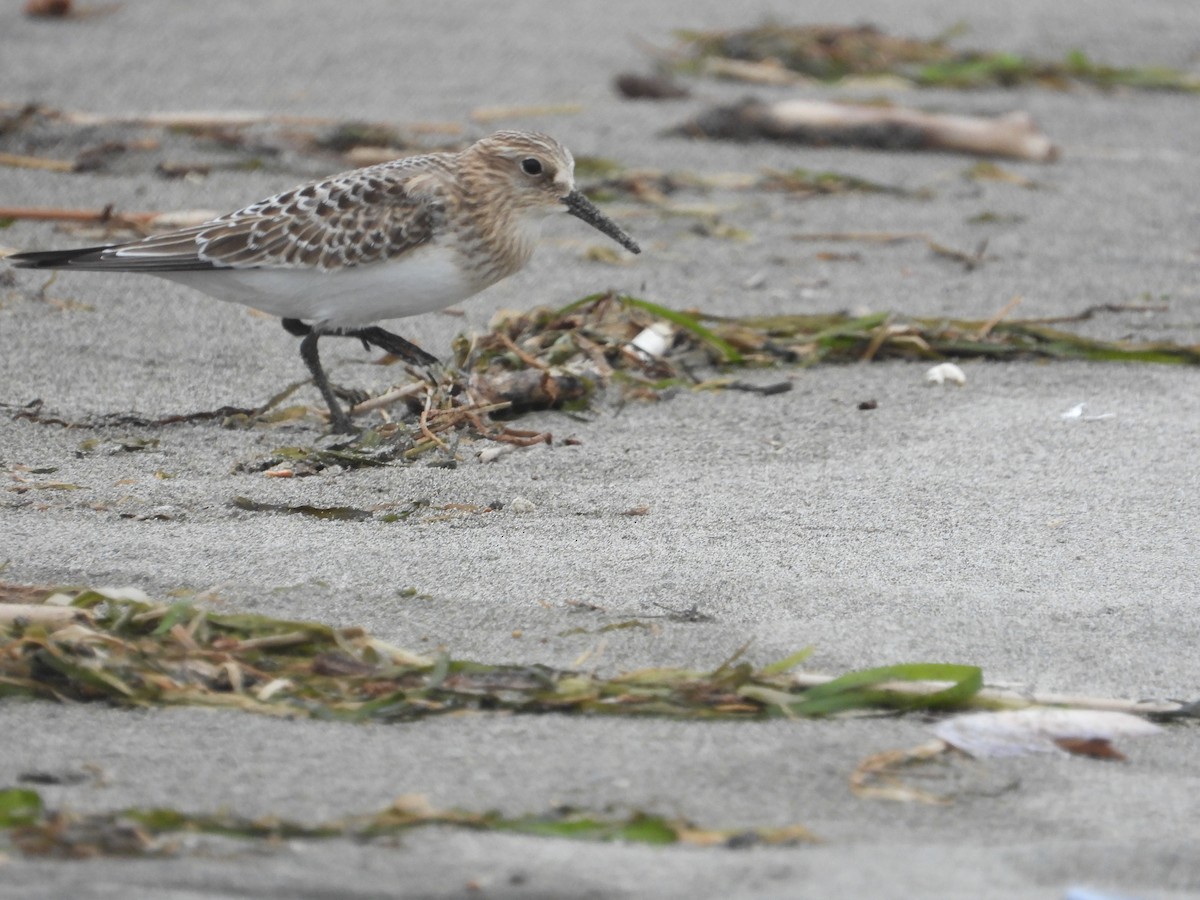 Baird's Sandpiper - ML641775879