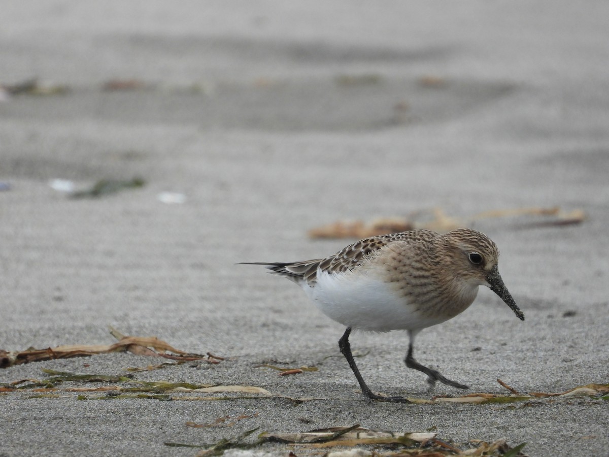 Baird's Sandpiper - ML641775883