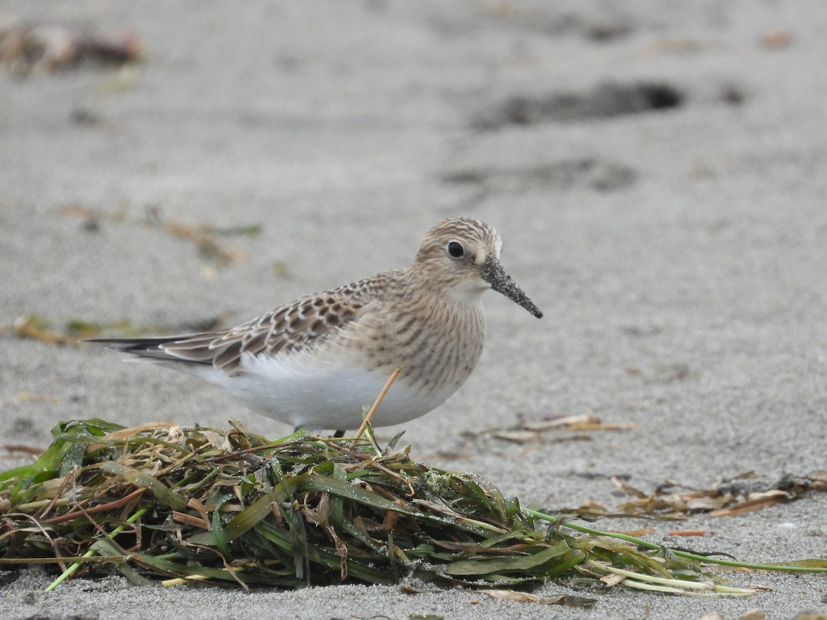 Baird's Sandpiper - ML641775890