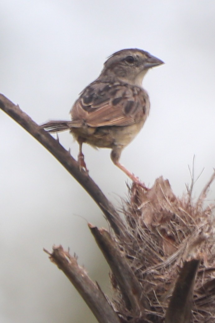 Botteri's Sparrow - ML641775899