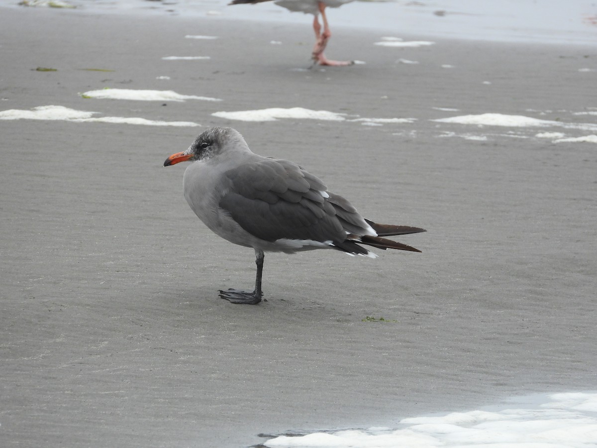 Heermann's Gull - ML641775904