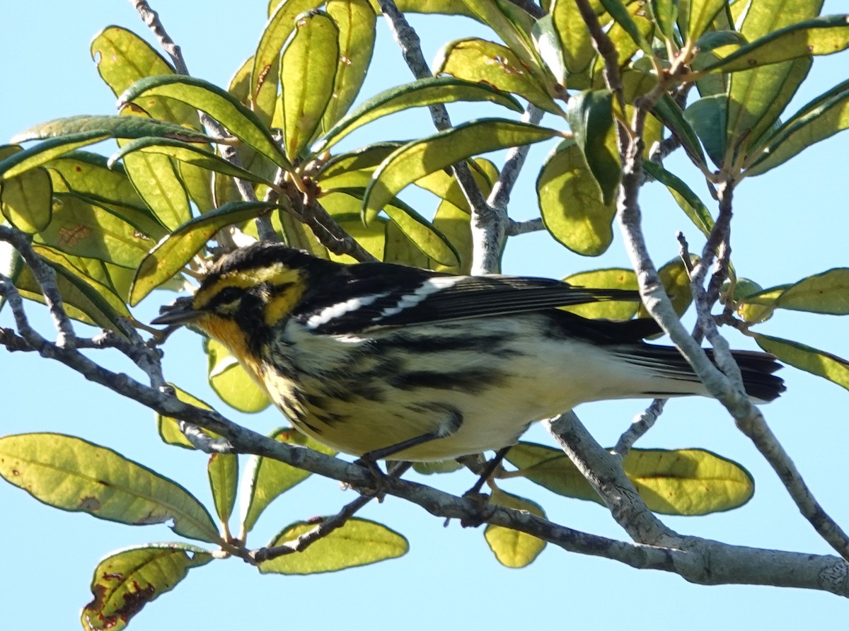 Blackburnian Warbler - ML641775918