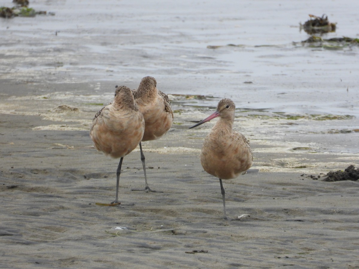 Marbled Godwit - ML641775922