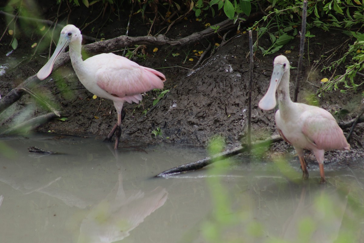 Roseate Spoonbill - ML641775923