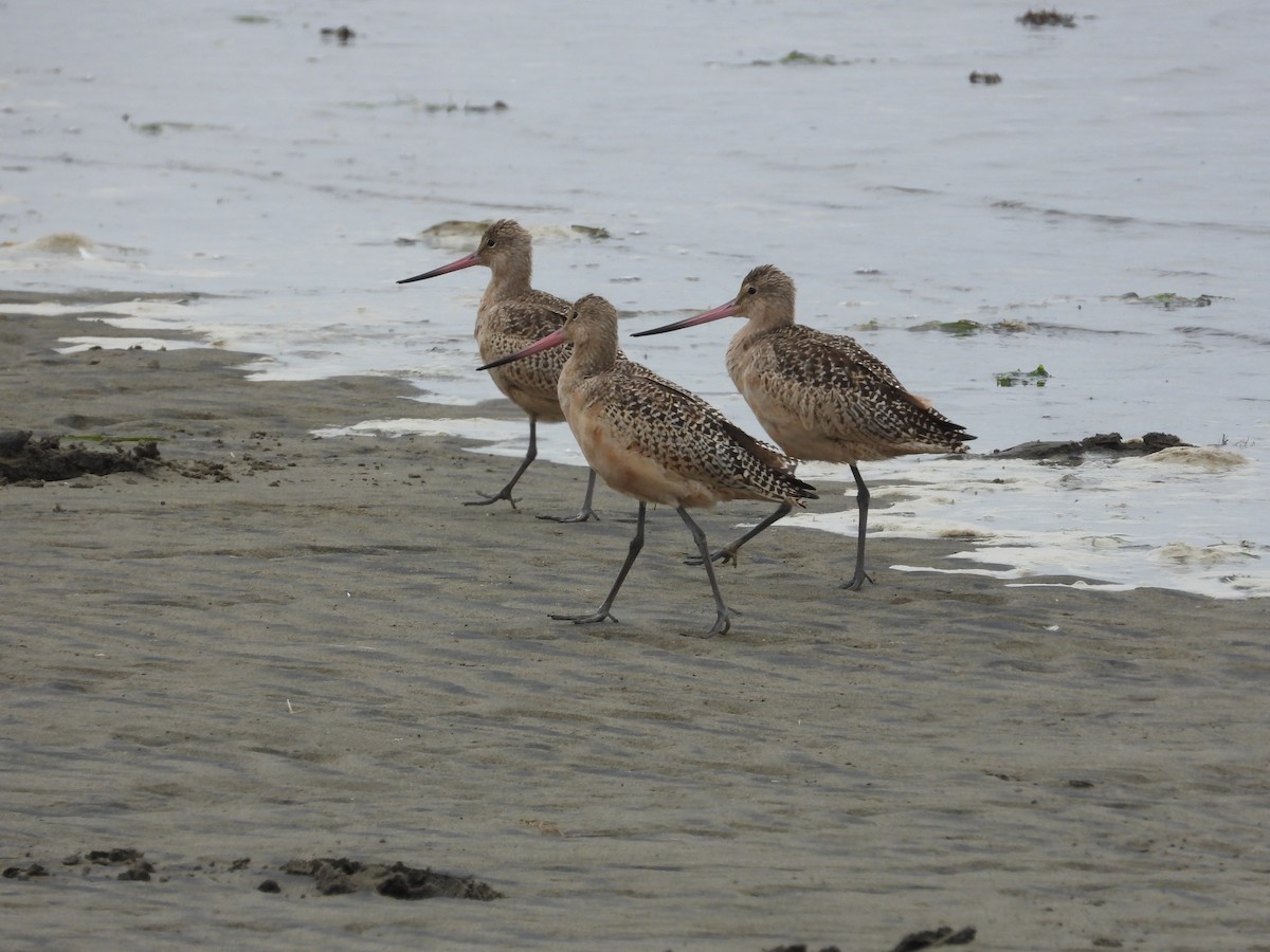 Marbled Godwit - ML641775925