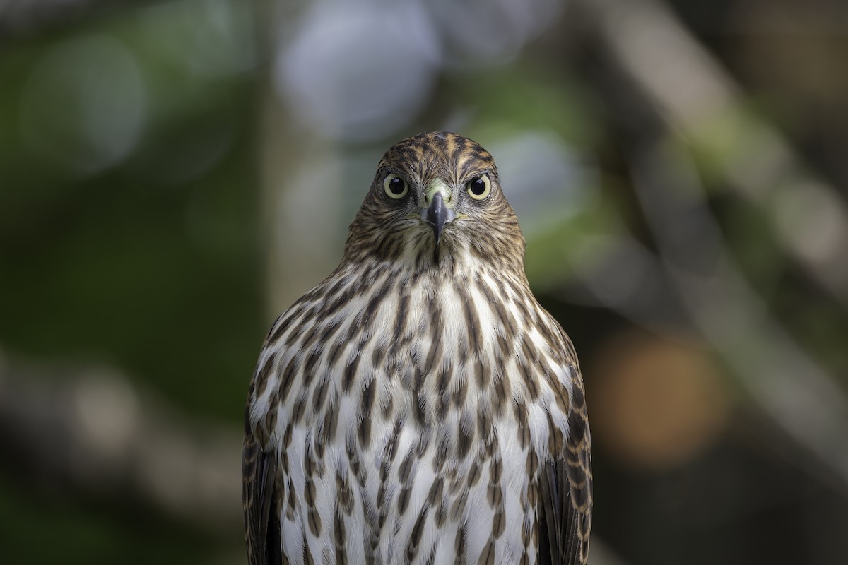 Cooper's Hawk - ML641775936