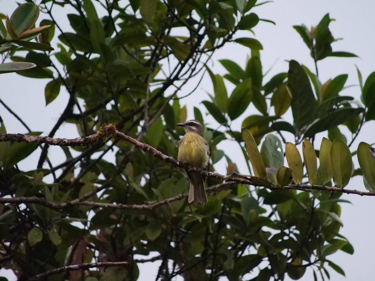 Golden-bellied Flycatcher - ML641775979