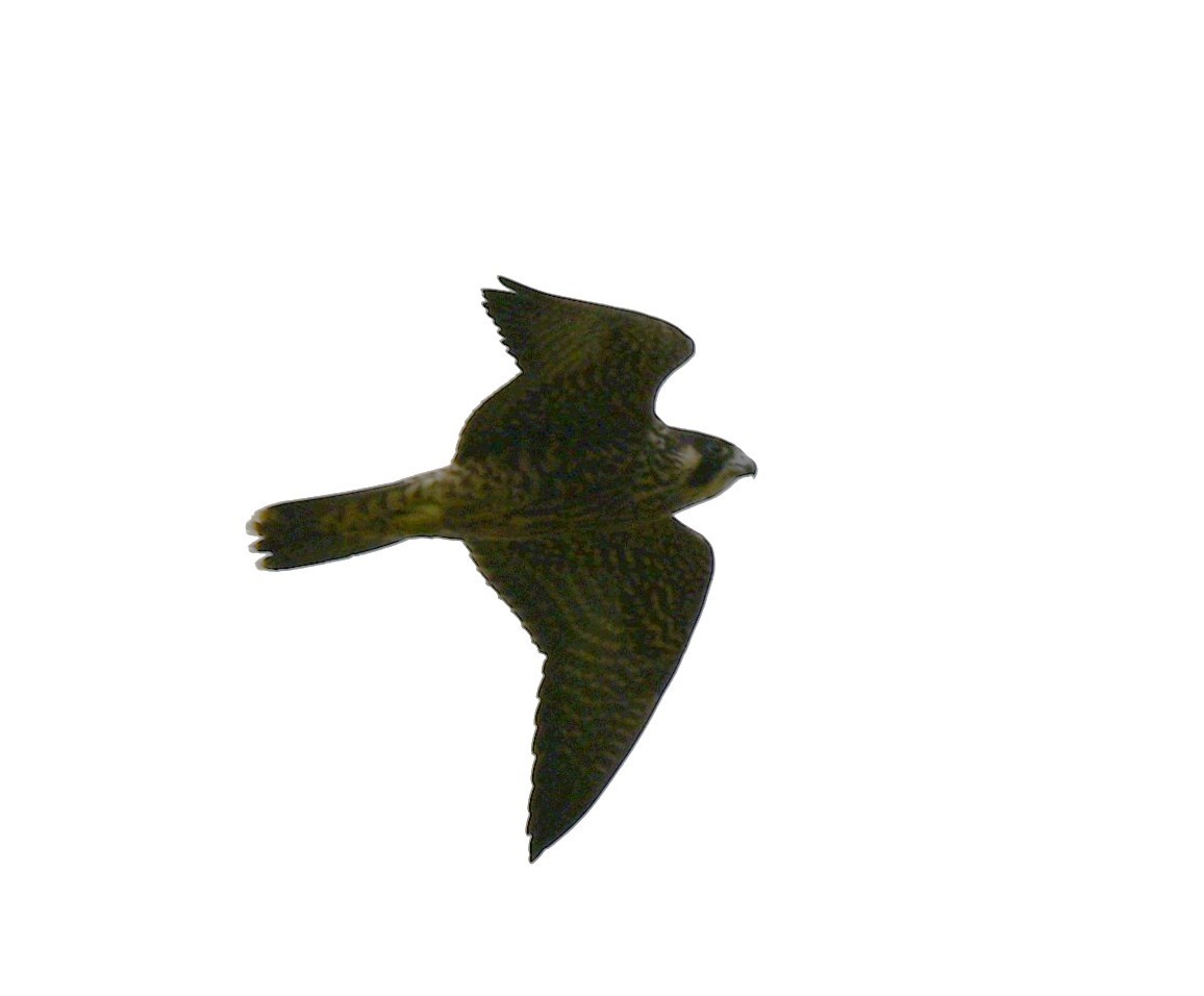 Peregrine Falcon - ML641776005