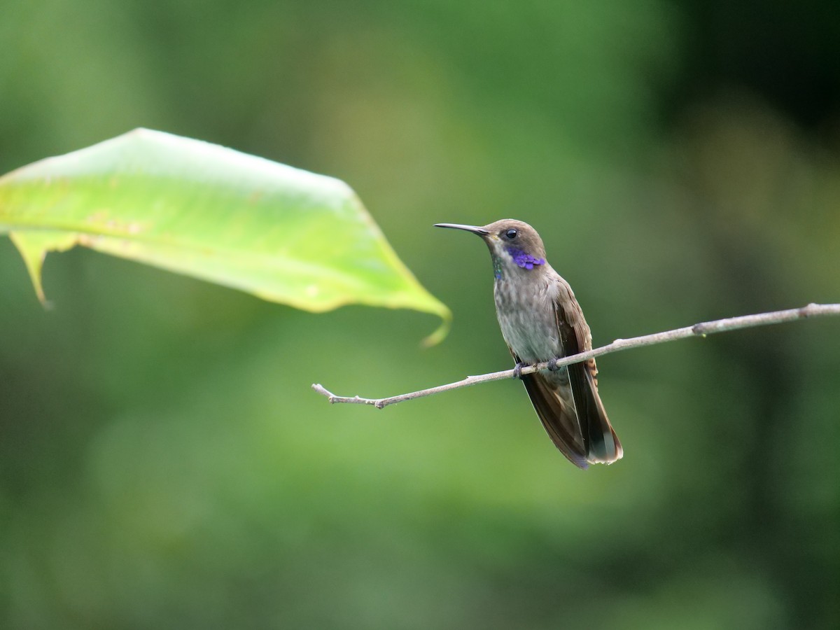 Brown Violetear - ML641776006