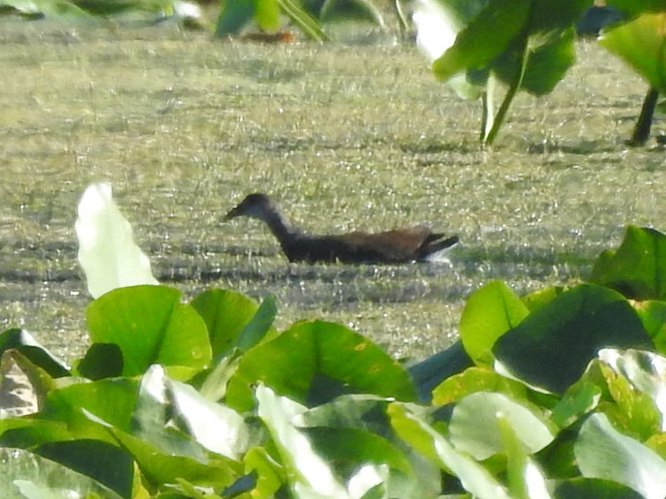 Gallinule d'Amérique - ML641776014