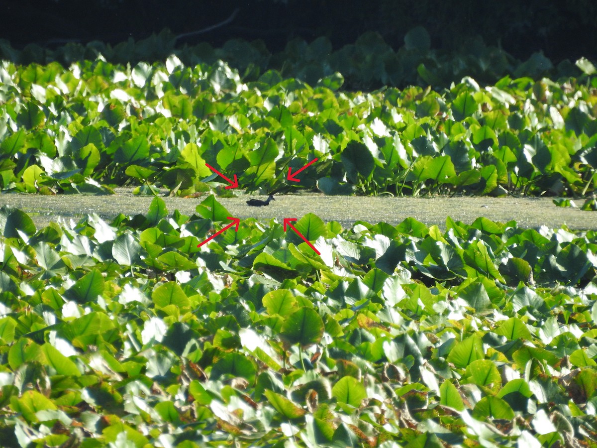 Gallinule d'Amérique - ML641776015