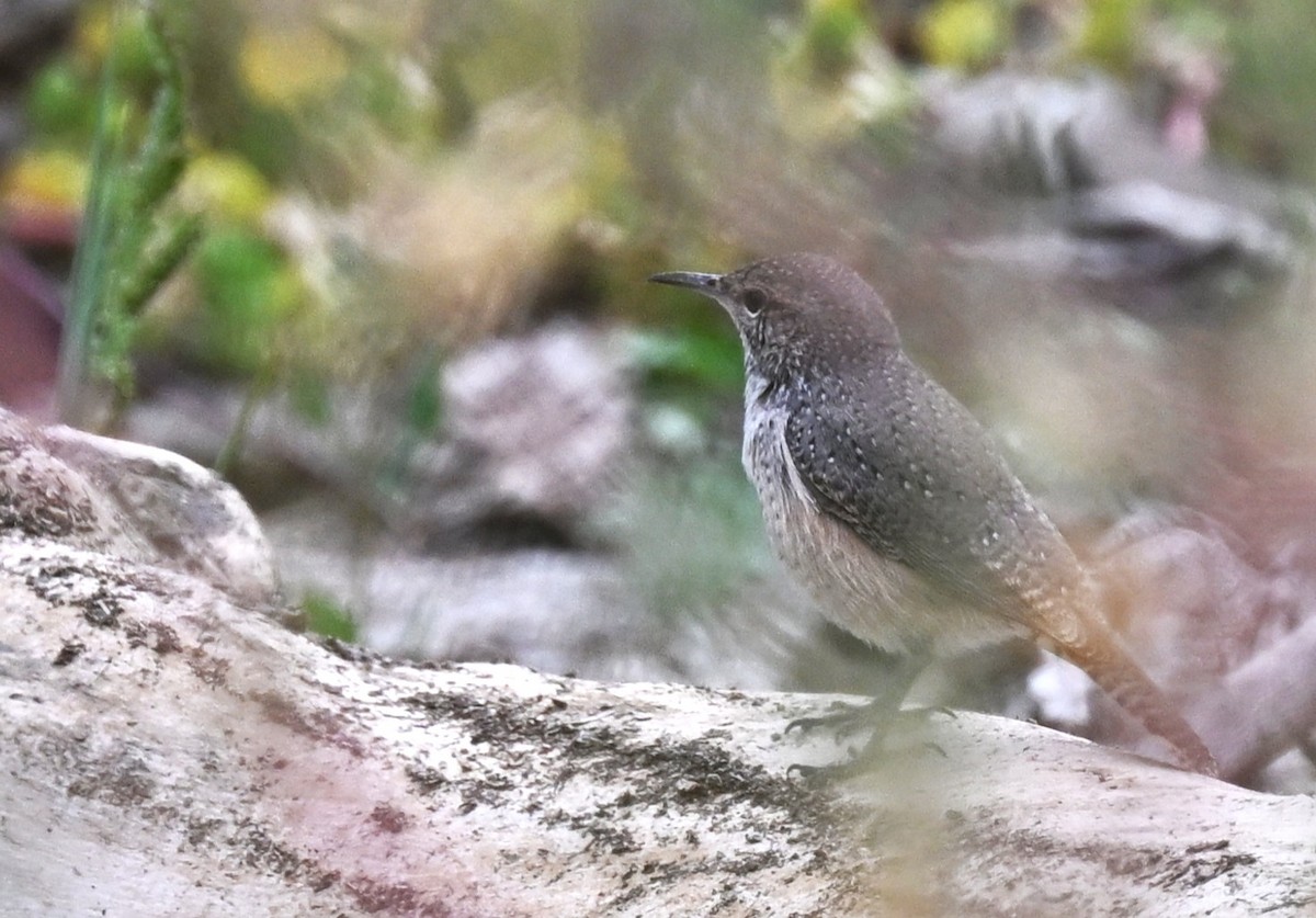 Rock Wren - ML641776019
