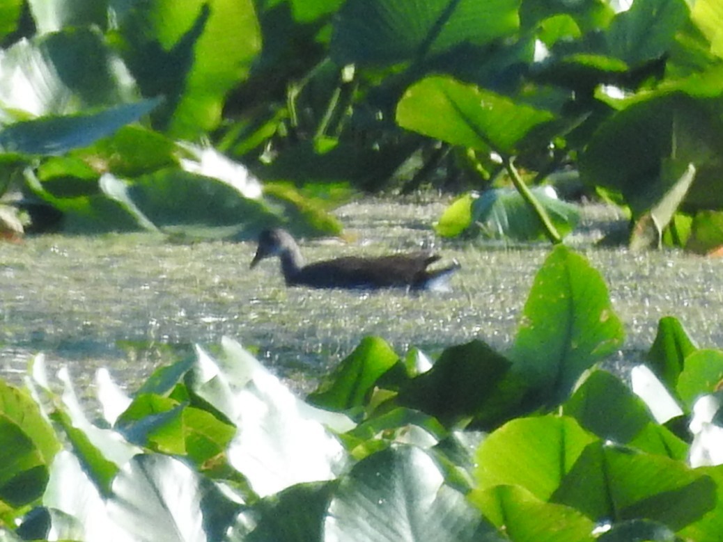Gallinule d'Amérique - ML641776022