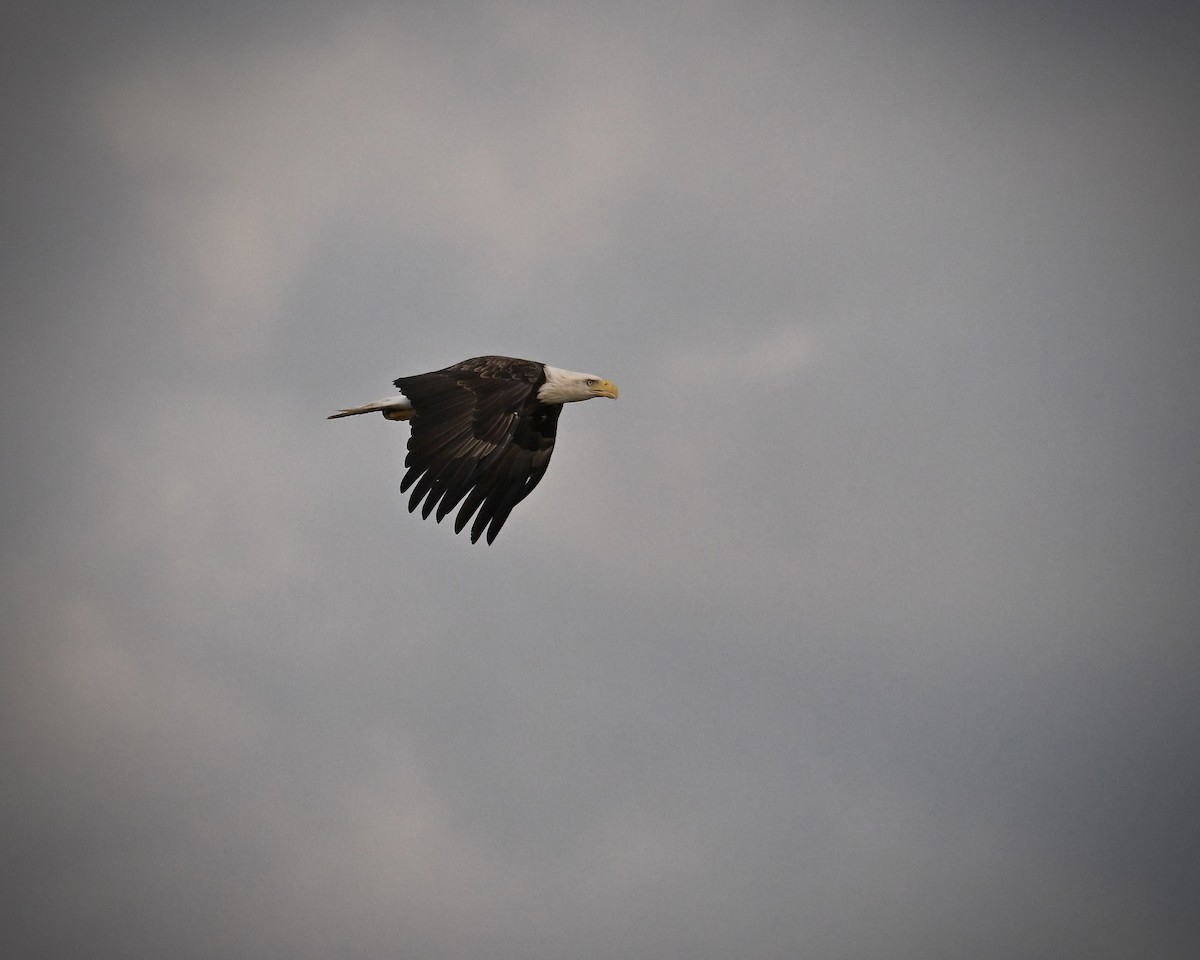 Bald Eagle - ML641776029