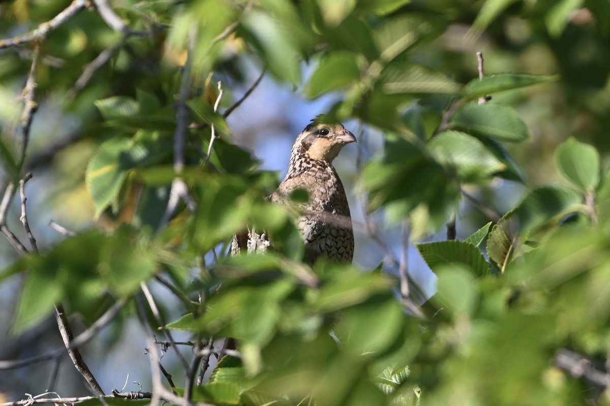Northern Bobwhite - ML641776035