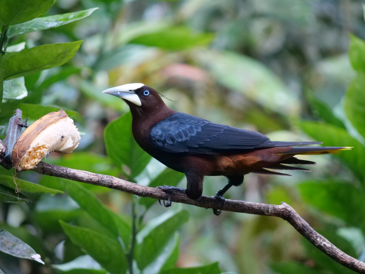 Chestnut-headed Oropendola - ML641776062