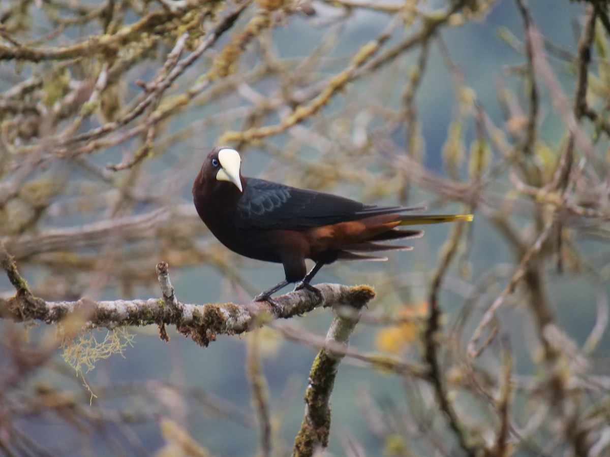 Chestnut-headed Oropendola - ML641776063