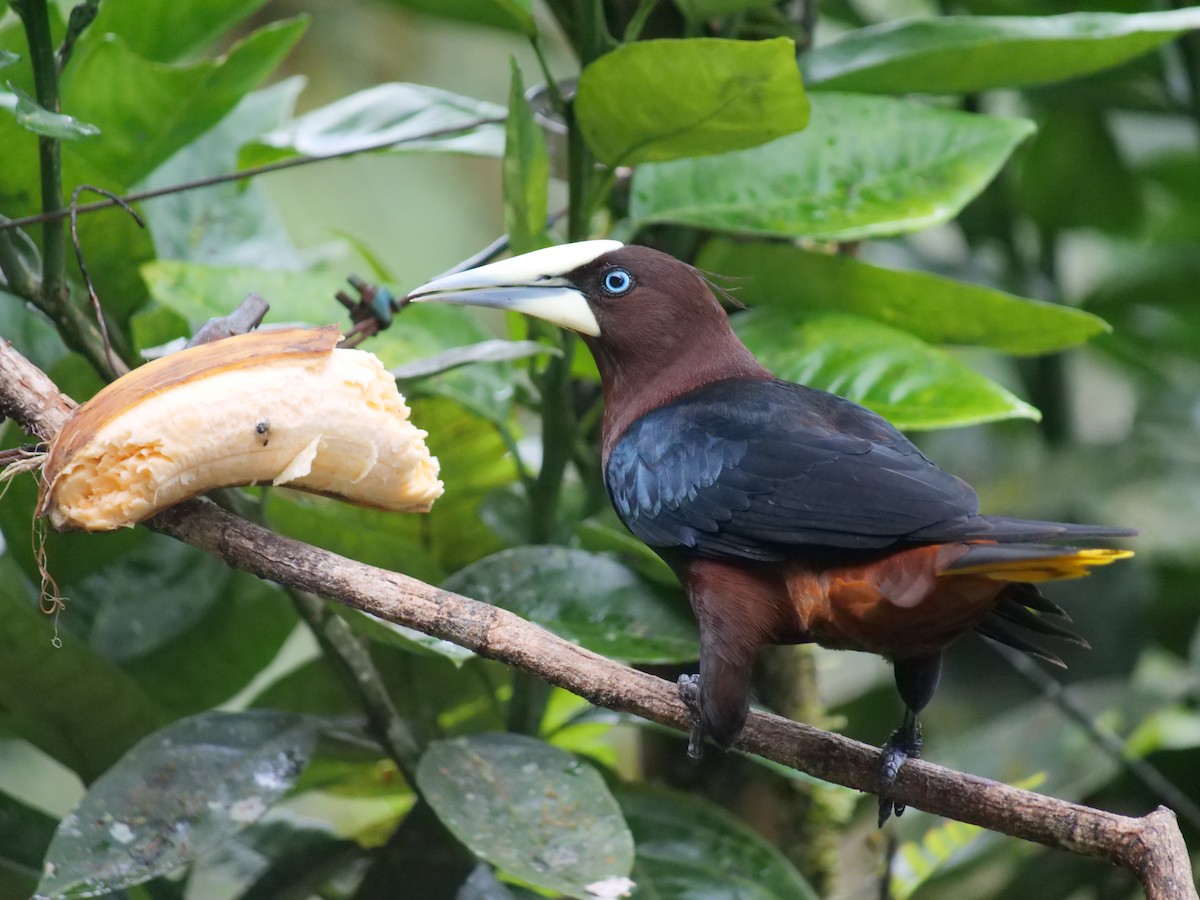 Chestnut-headed Oropendola - ML641776064