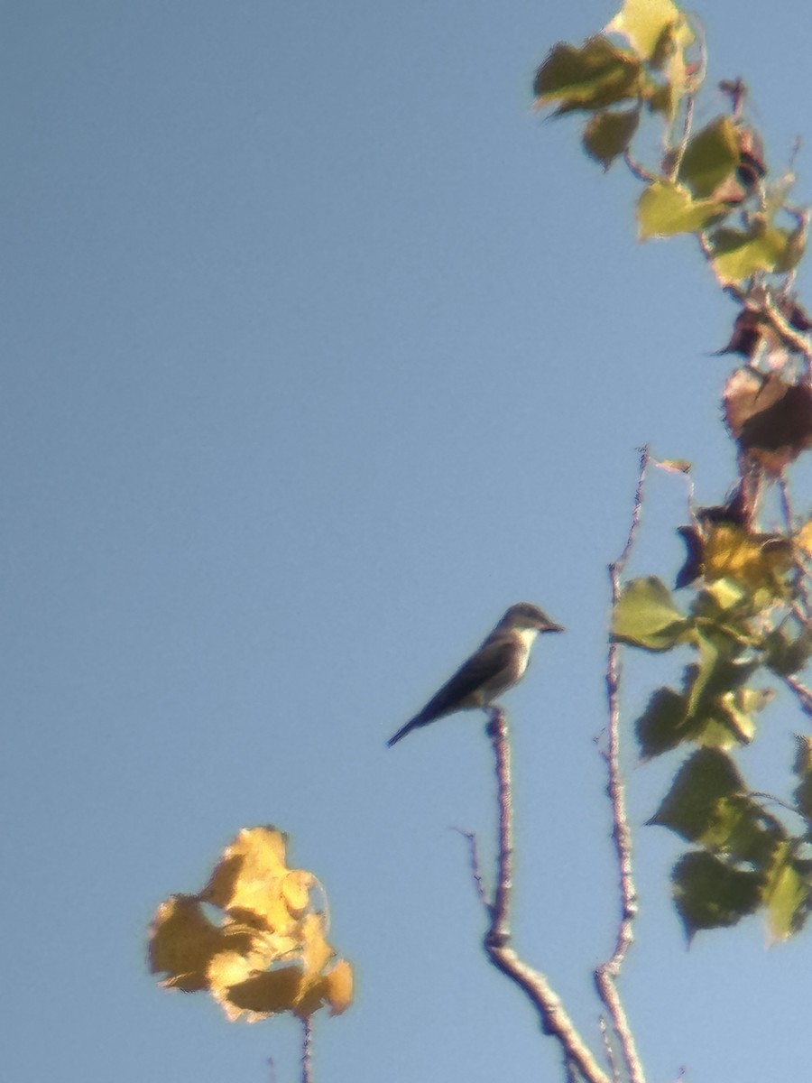 Olive-sided Flycatcher - ML641776114