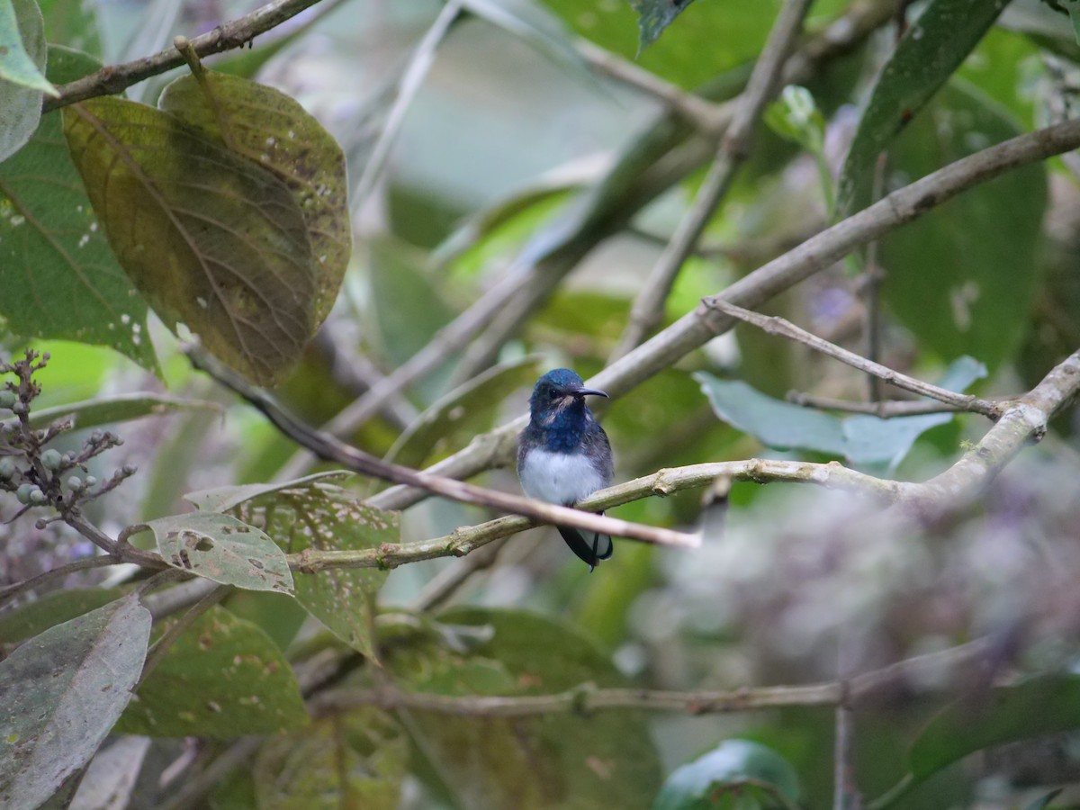 White-necked Jacobin - ML641776125