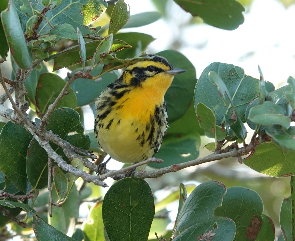 Blackburnian Warbler - ML641776158