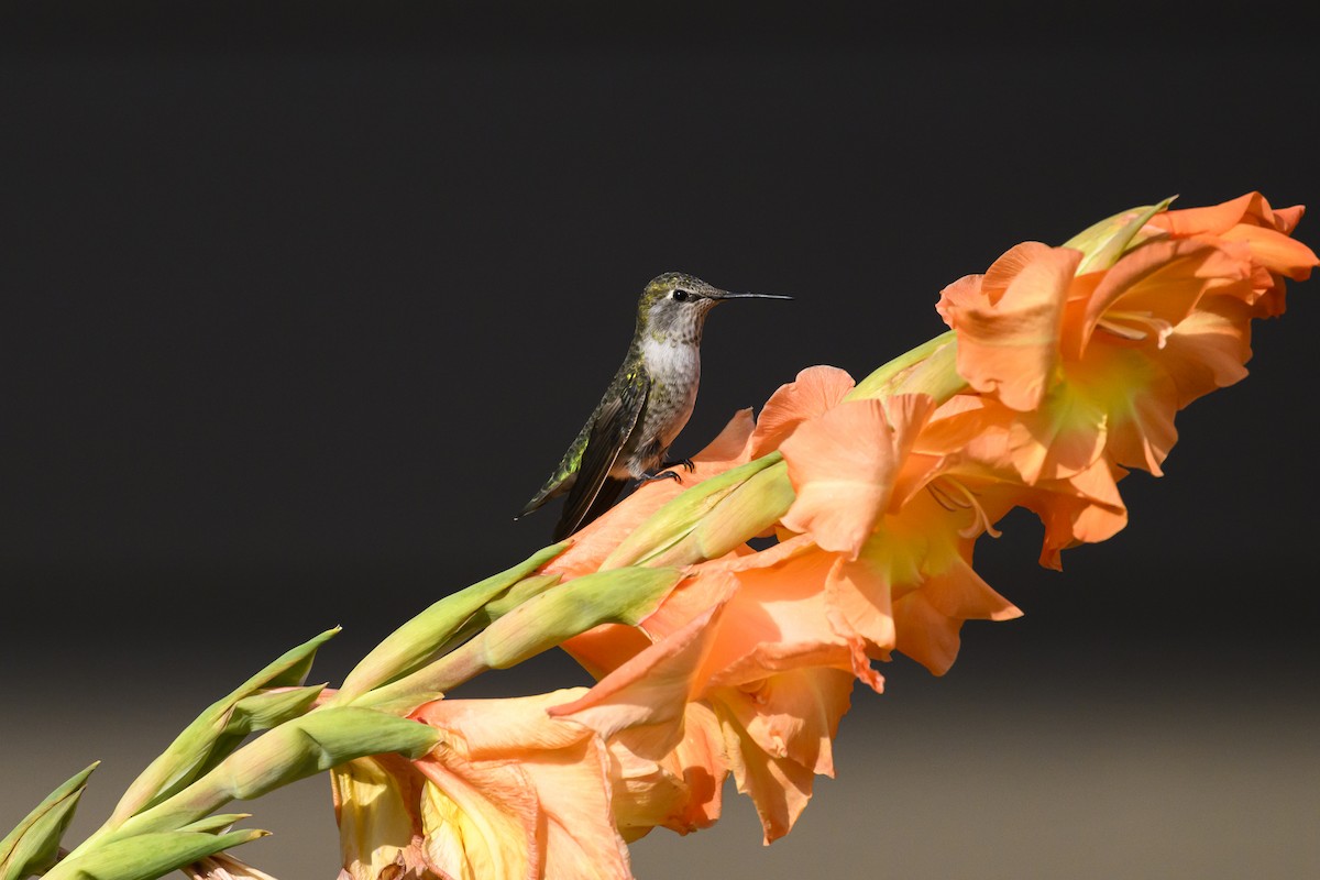 Ruby-throated Hummingbird - ML641776186