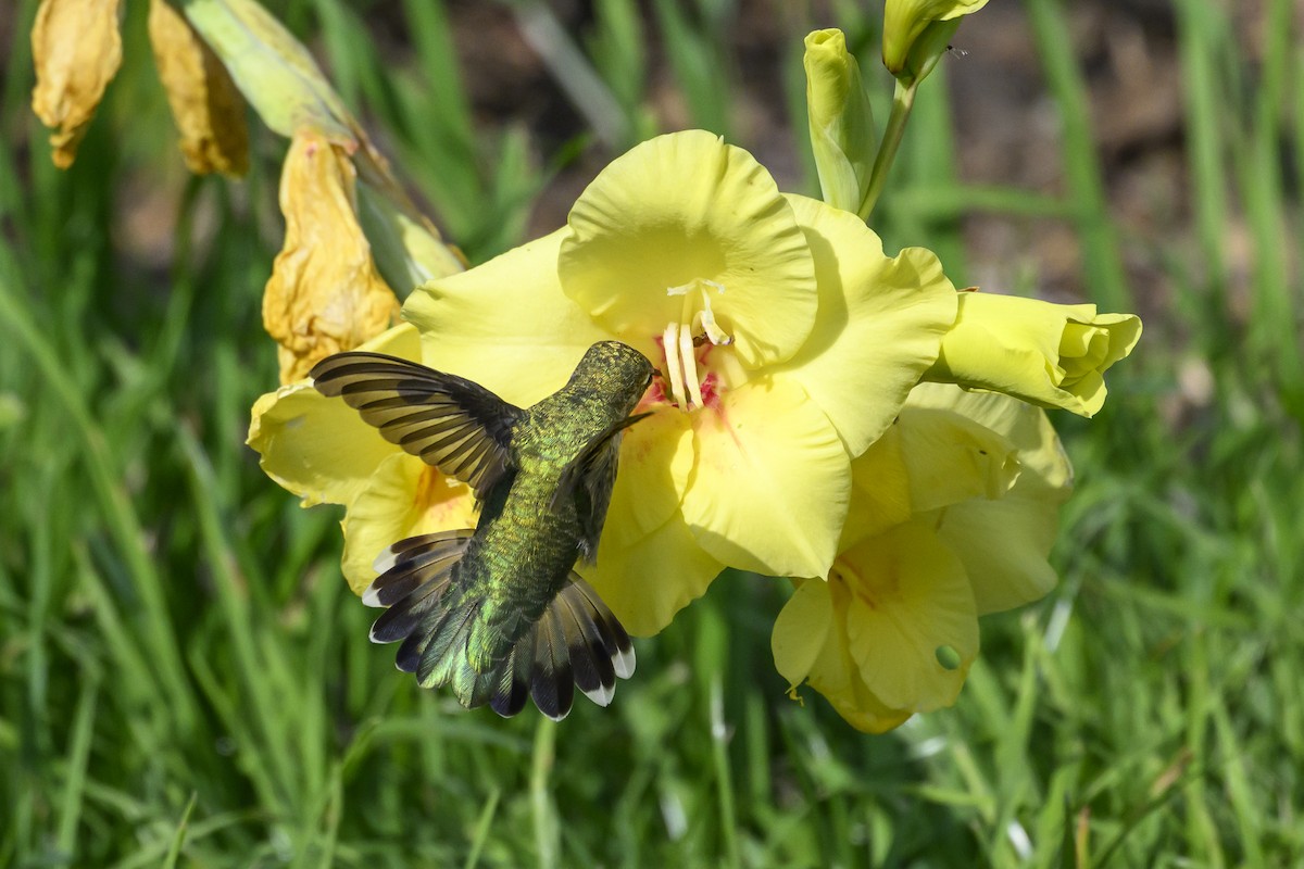 Ruby-throated Hummingbird - ML641776187