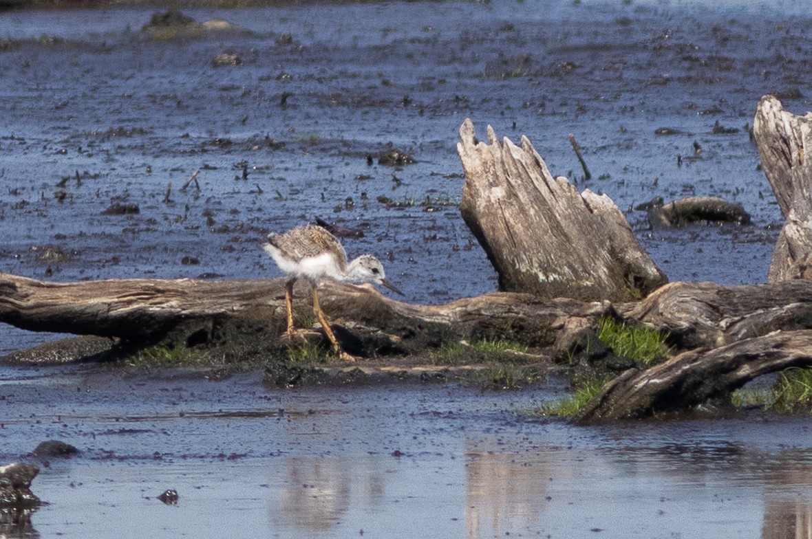 pisila černokrká - ML641776225