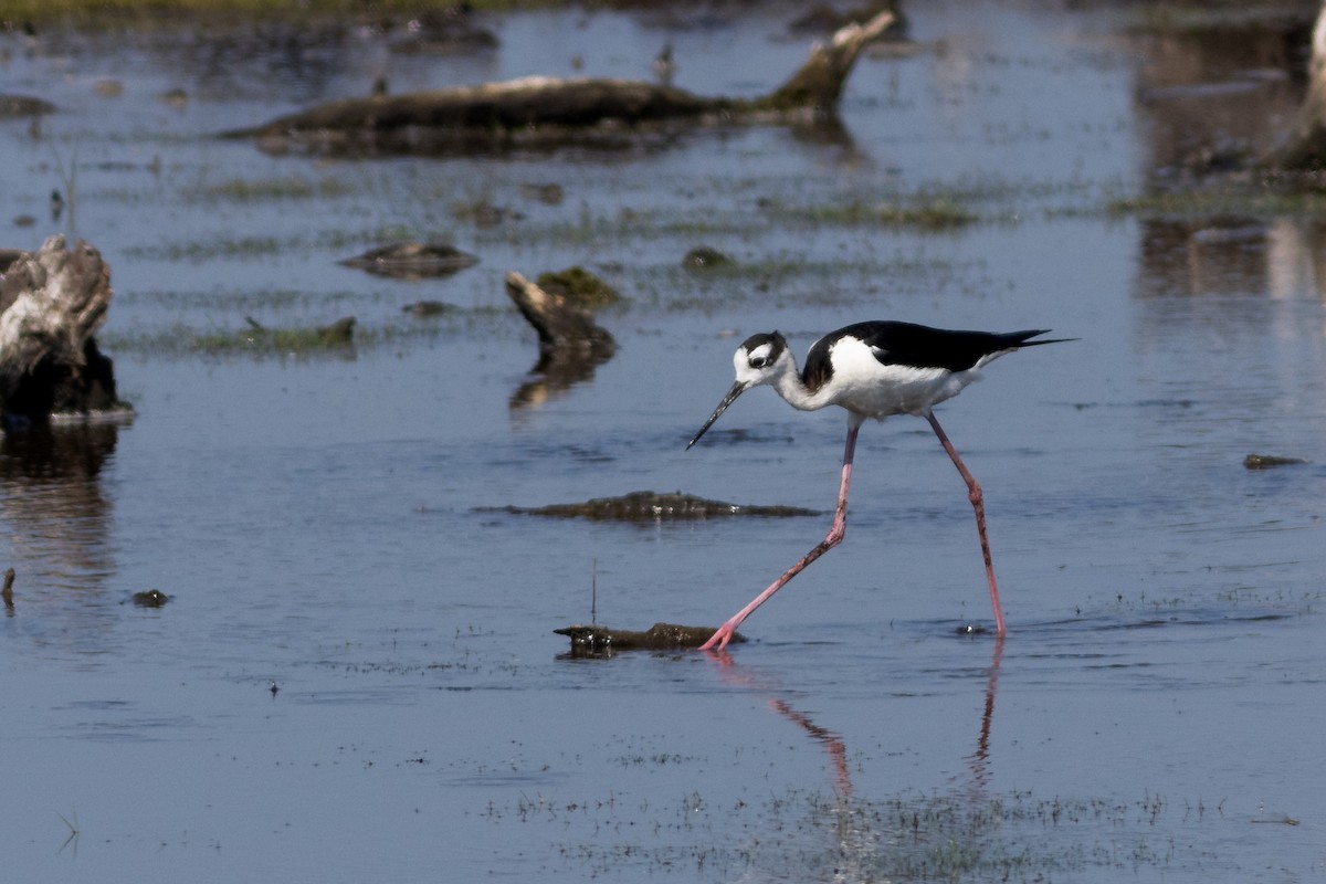 pisila černokrká - ML641776226