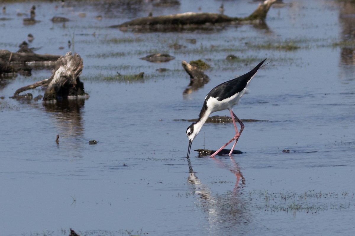 pisila černokrká - ML641776227