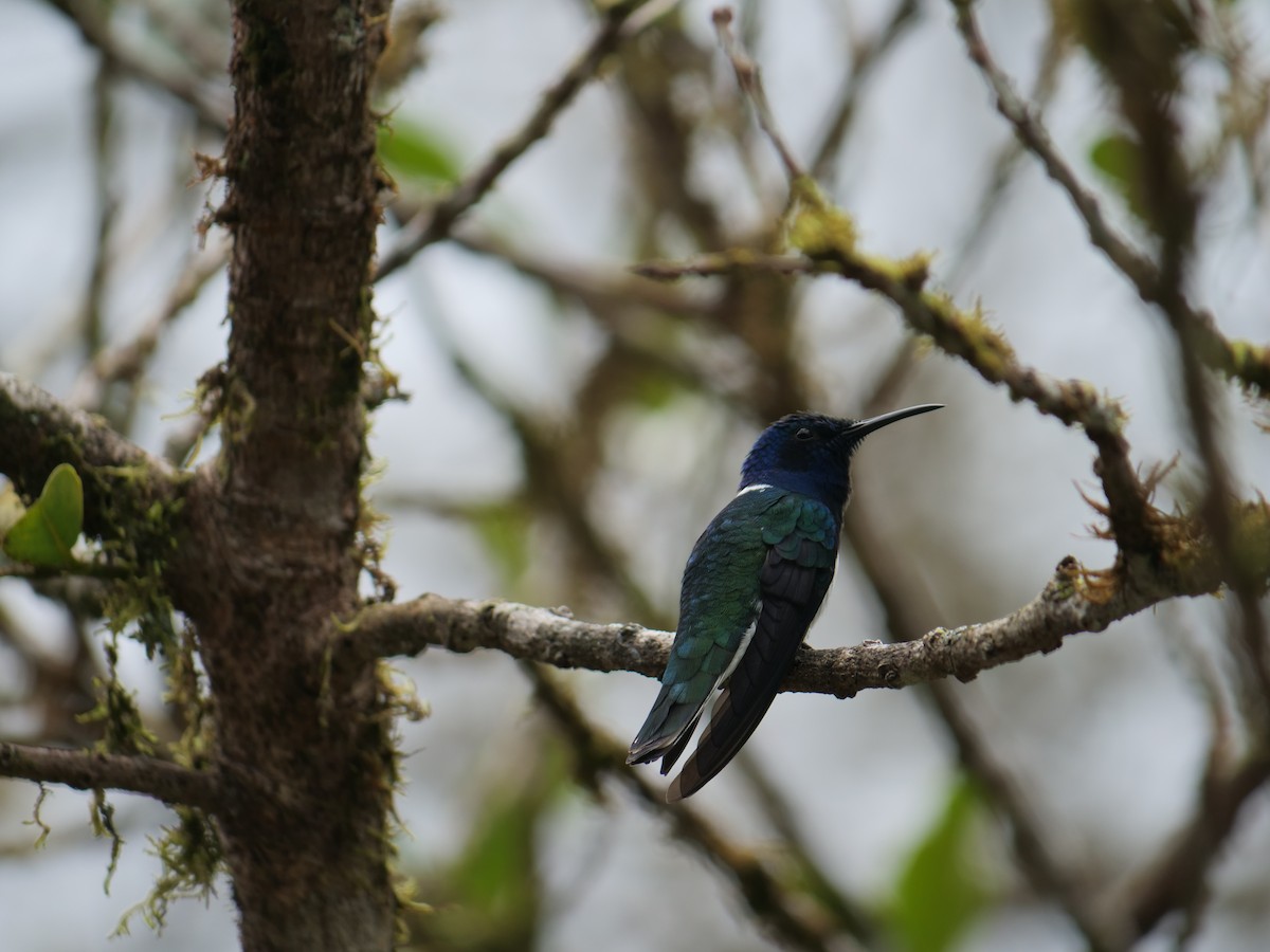 White-necked Jacobin - ML641776234