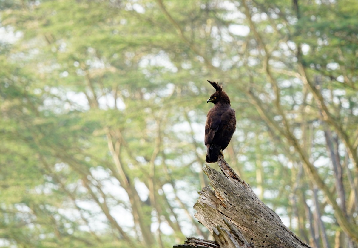 Long-crested Eagle - ML641776242