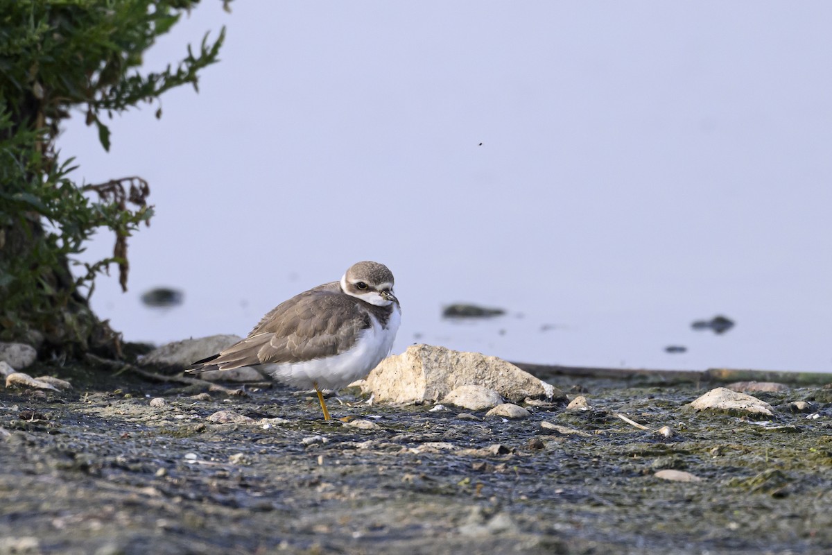 Semipalmated Plover - ML641776258