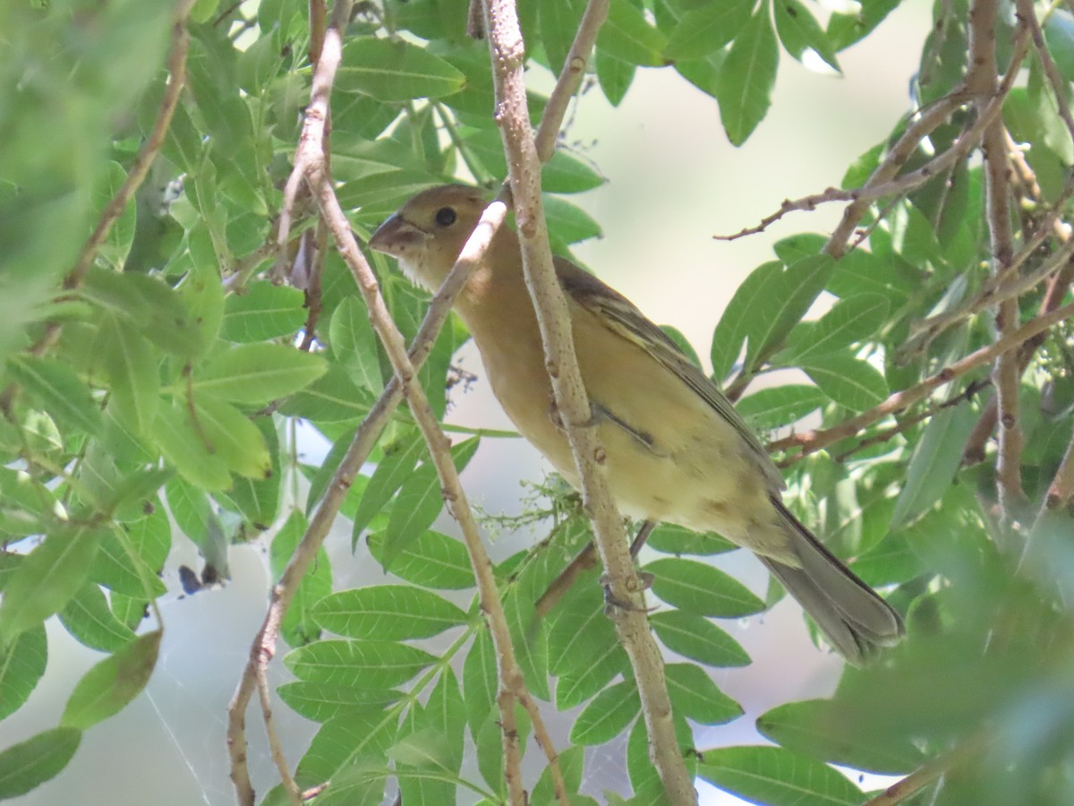 Blue Grosbeak - ML641776260