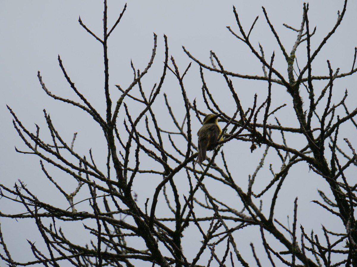 Lemon-browed Flycatcher - ML641776261