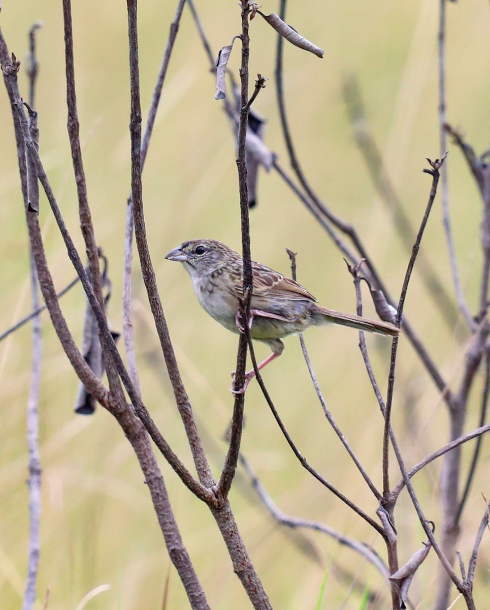 Botteri's Sparrow - ML641776271