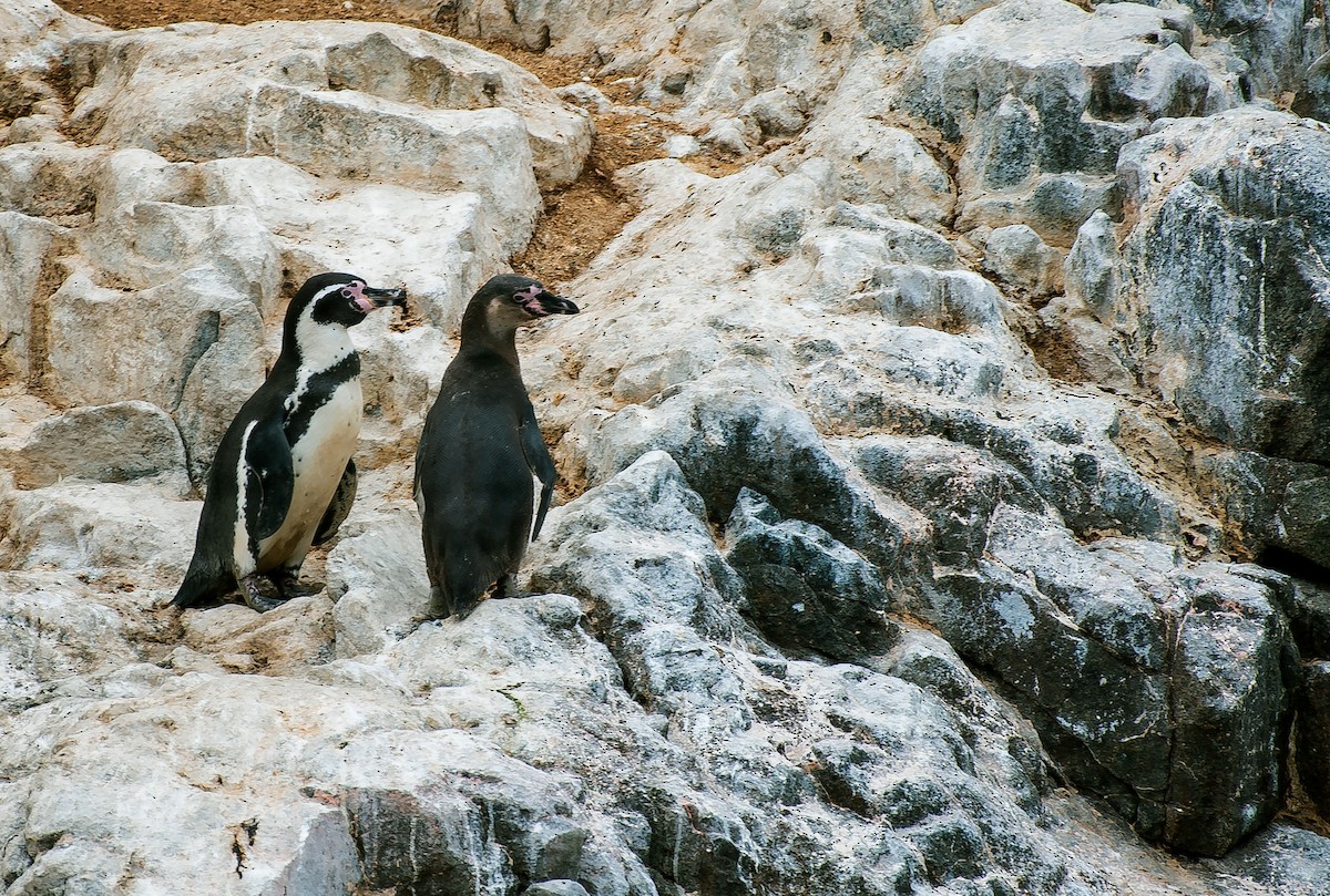Humboldt Penguin - ML641776279