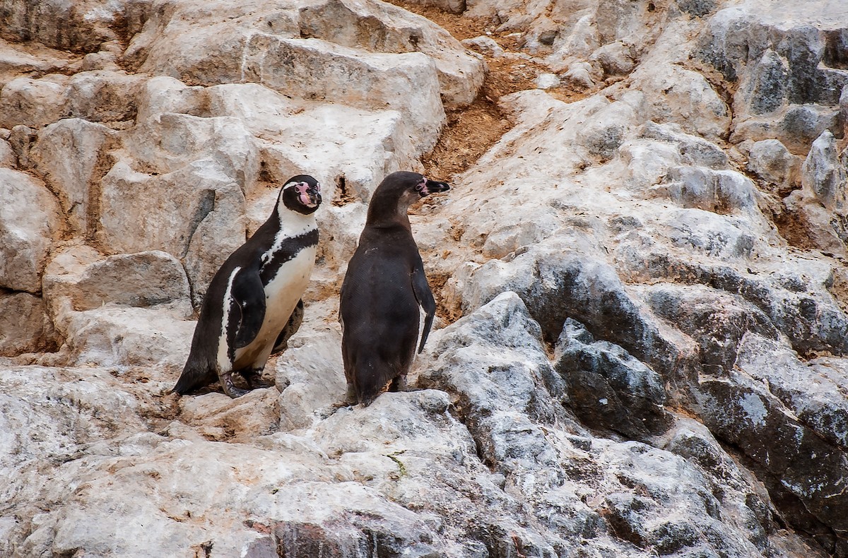 Humboldt Penguin - ML641776280