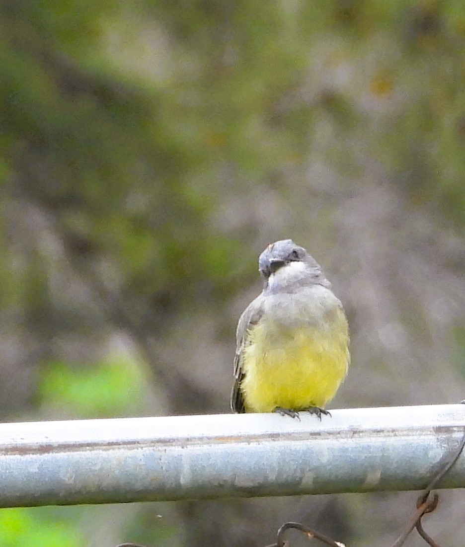 Cassin's Kingbird - ML641776281