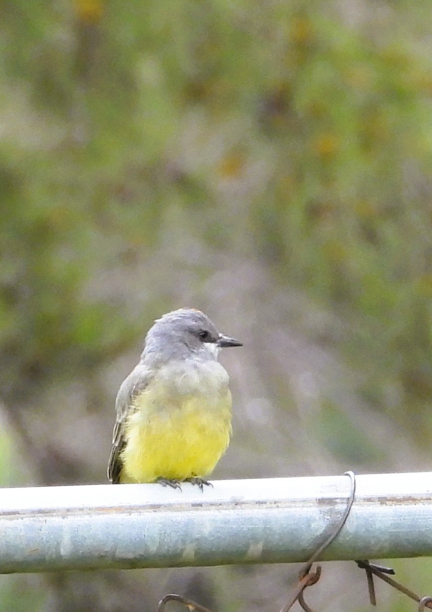 Cassin's Kingbird - ML641776282
