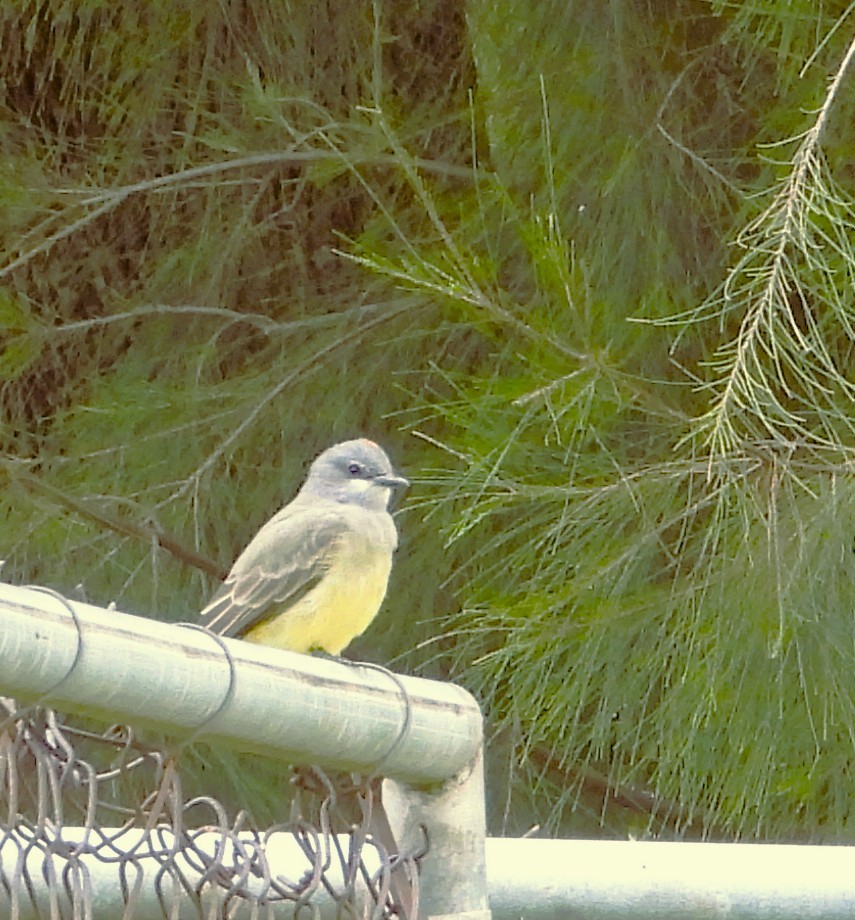 Cassin's Kingbird - ML641776283