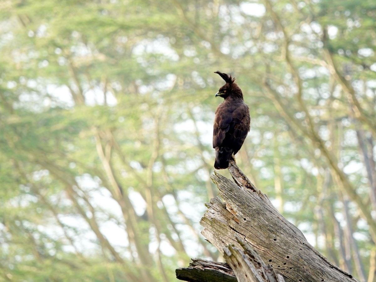 Long-crested Eagle - ML641776286