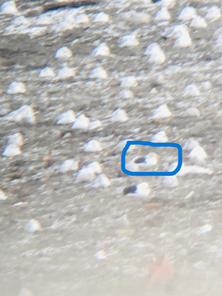 灰背鷗 - ML641776287