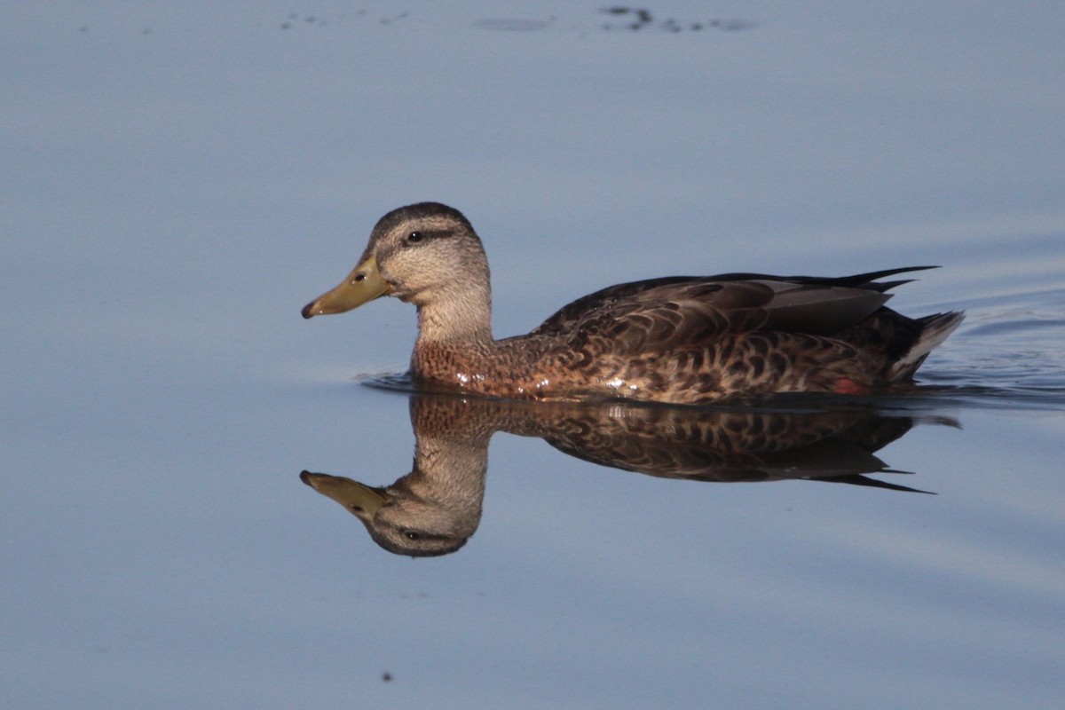 Mallard - ML641776341