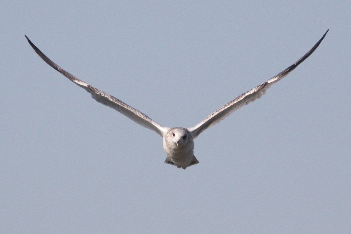 Ring-billed Gull - ML641776349