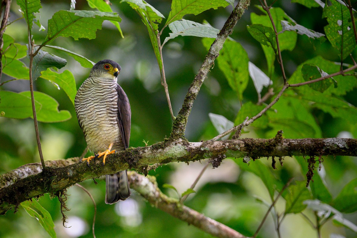 Tiny Hawk - ML641776353