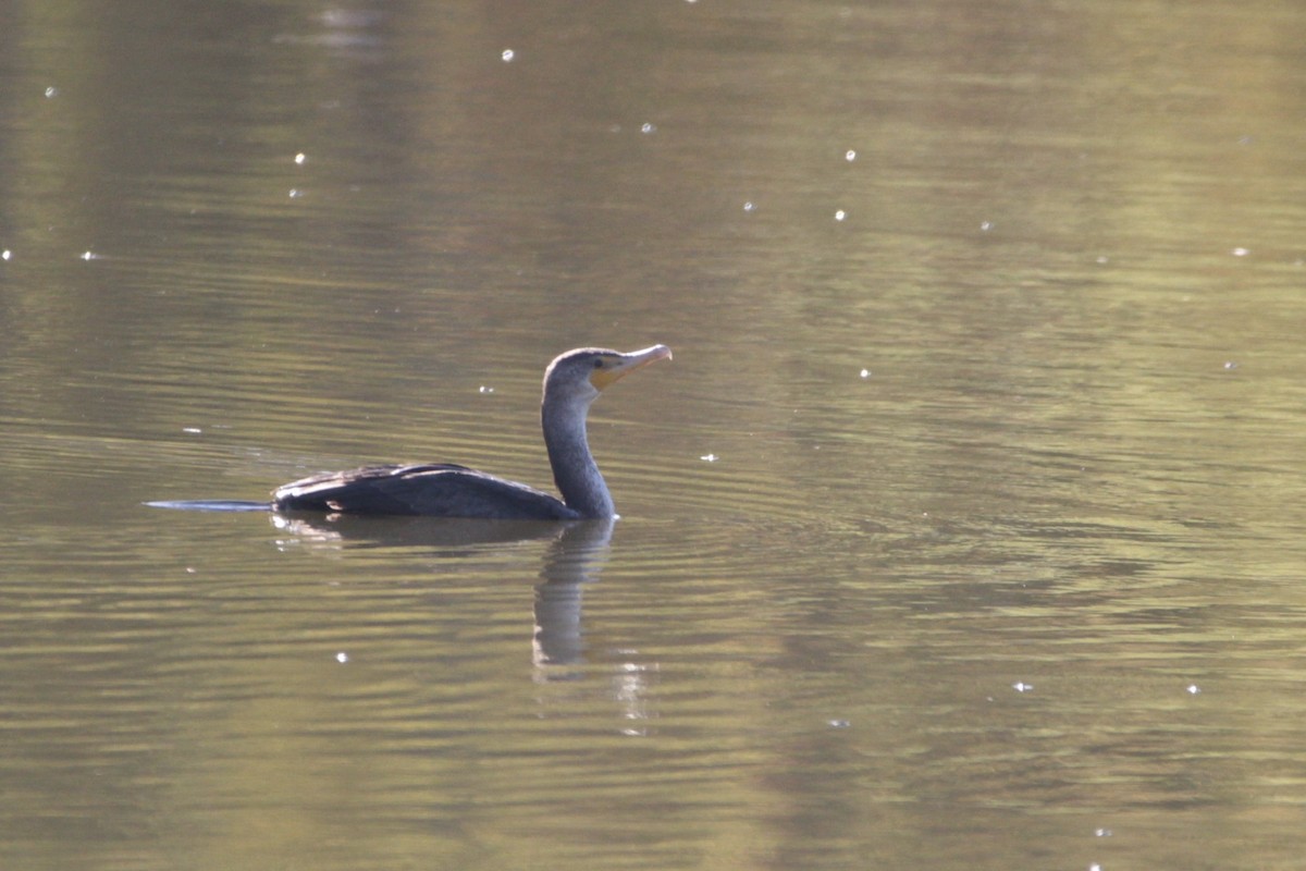 Double-crested Cormorant - ML641776354